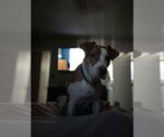 Small #1 Labrador Retriever Mix
