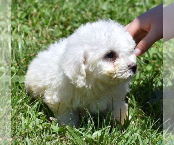 Medium Photo #8 Bichon Frise Puppy For Sale in BOYCE, VA, USA