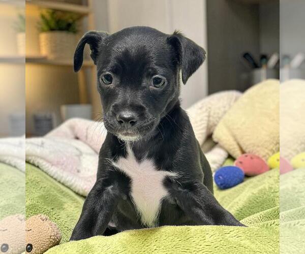 Medium Photo #1 Chihuahua-Colonial Cocker Spaniel Mix Puppy For Sale in San Diego, CA, USA