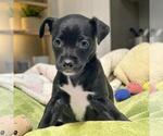 Small Chihuahua-Colonial Cocker Spaniel Mix