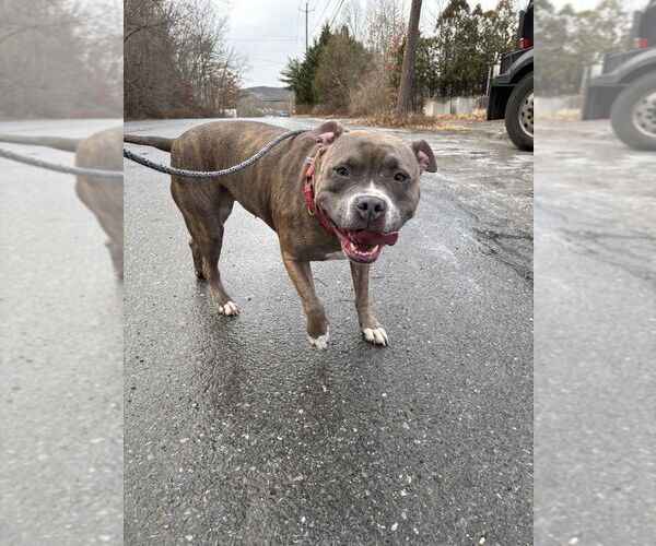 Medium Photo #4 American Pit Bull Terrier-Unknown Mix Puppy For Sale in Brewster, NY, USA