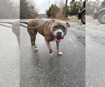 Small #3 American Pit Bull Terrier Mix