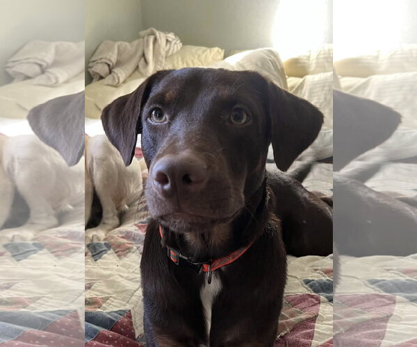 Medium Photo #1 Doberman Pinscher-Unknown Mix Puppy For Sale in Fort Worth, TX, USA