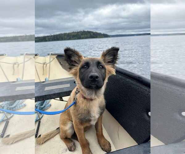Medium Photo #33 German Shepherd Dog Puppy For Sale in Seattle, WA, USA