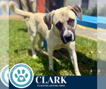 Small #2 Anatolian Shepherd Mix