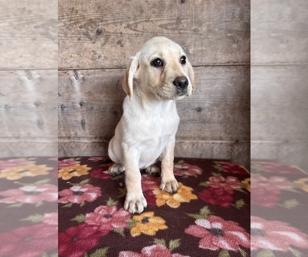 Medium Photo #5 Labrador Retriever Puppy For Sale in VERMONTVILLE, MI, USA