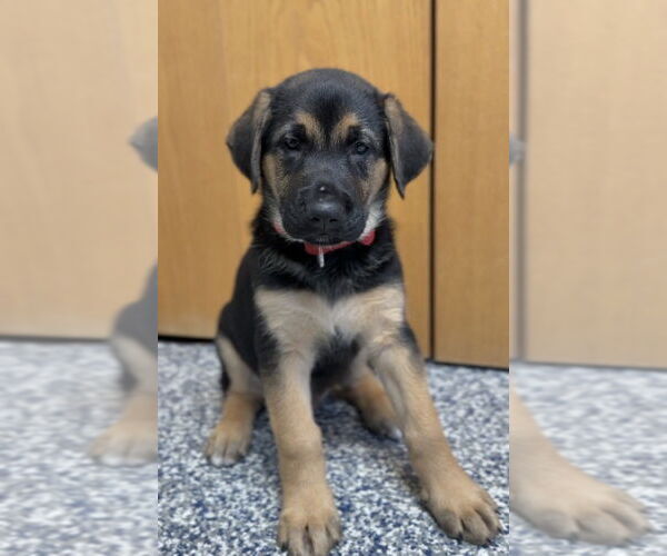 Medium Photo #1 German Shepherd Dog-Unknown Mix Puppy For Sale in Bemidji, MN, USA