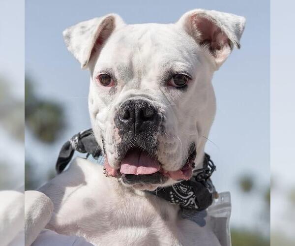Medium Photo #2 Boxer Puppy For Sale in San Diego, CA, USA