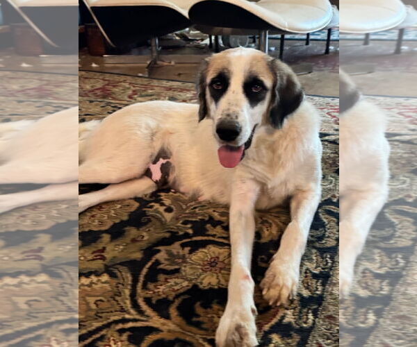 Medium Photo #6 Great Pyrenees Puppy For Sale in Dallas, TX, USA