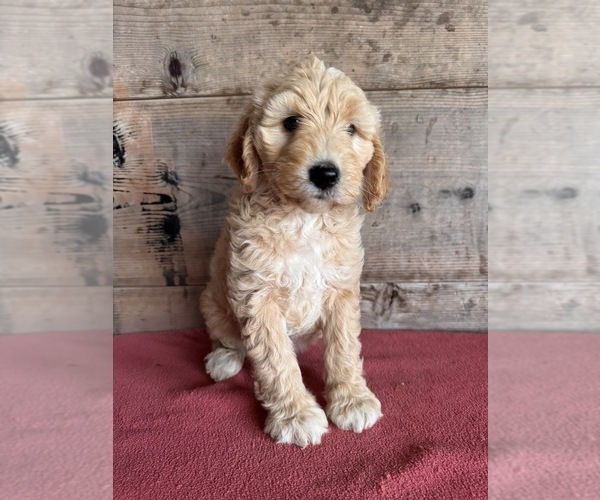 Medium Photo #10 Goldendoodle (Miniature) Puppy For Sale in VERMONTVILLE, MI, USA