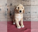 Small #9 Goldendoodle (Miniature)