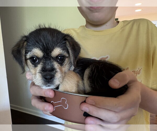 Medium Photo #2 Chihuahua-Unknown Mix Puppy For Sale in Bellevue, WA, USA
