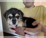 Small #1 Chihuahua Mix