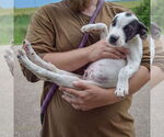 Small #4 American Bulldog-American Staffordshire Terrier Mix
