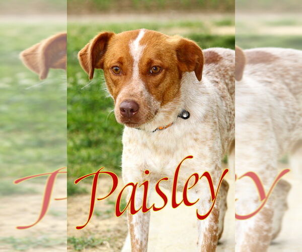 Medium Photo #6 Mutt Puppy For Sale in Evansville, IN, USA