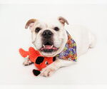 Small #3 Olde Bulldog