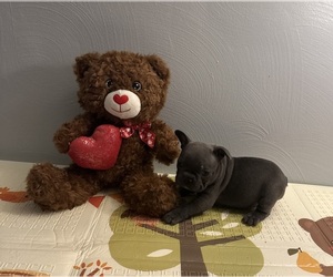 French Bulldog Puppy for sale in PGH, PA, USA