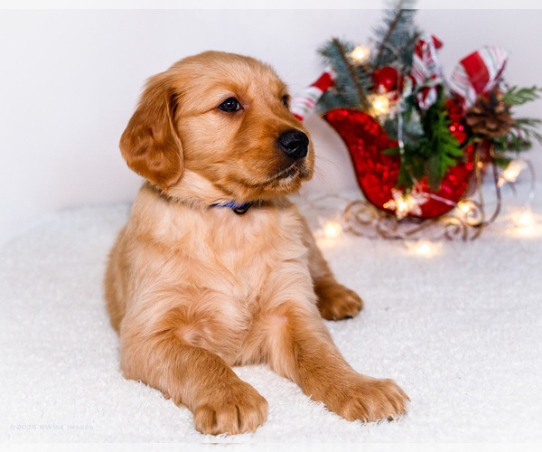 Medium Photo #1 Golden Retriever Puppy For Sale in WAKARUSA, IN, USA