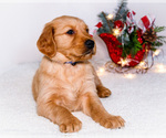 Puppy Abel Golden Retriever