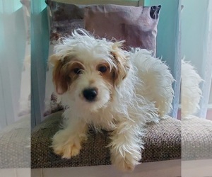 Aussie-Poo-Aussiedoodle Miniature Mix Puppy for sale in ELKHART, IN, USA