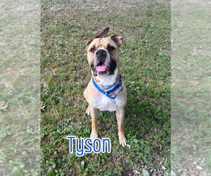 Bulloxer Dogs for adoption in Port Clinton, OH, USA