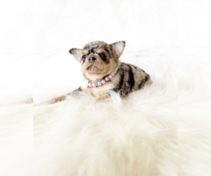 Chihuahua Puppy for sale in SACRAMENTO, CA, USA