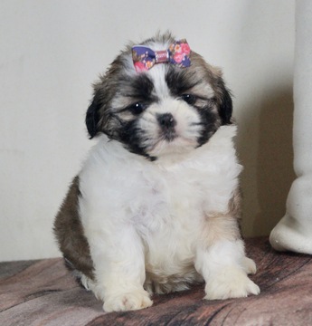 Medium Photo #2 Shih Tzu Puppy For Sale in WARSAW, IN, USA