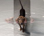 Small #2 Mountain Cur Mix
