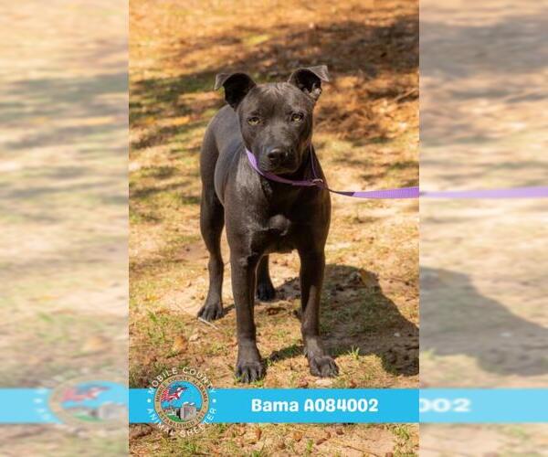 Medium Photo #2 American Bulldog-Unknown Mix Puppy For Sale in Mobile, AL, USA