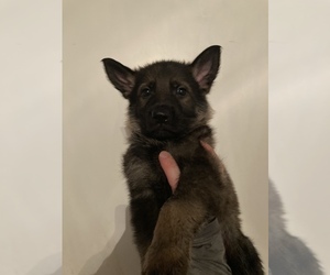 German Shepherd Dog Puppy for sale in MIAMI, FL, USA