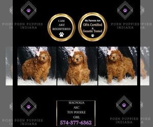 Poodle (Toy) Puppy for sale in WARSAW, IN, USA