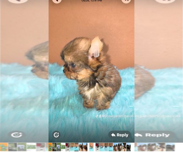 Medium Photo #3 Yorkshire Terrier Puppy For Sale in PHOENIX, AZ, USA