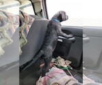 Small Photo #5 Mastador Puppy For Sale in LUANA, IA, USA