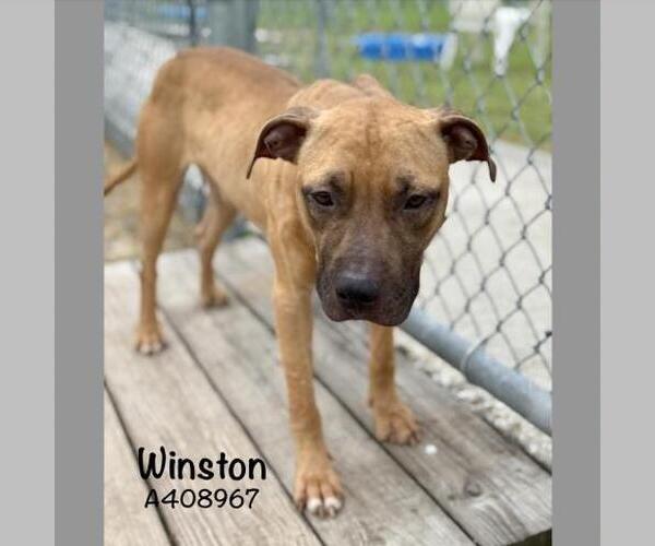 Medium Photo #3 American Pit Bull Terrier-Unknown Mix Puppy For Sale in Conroe, TX, USA