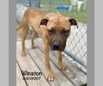 Small #2 American Pit Bull Terrier Mix