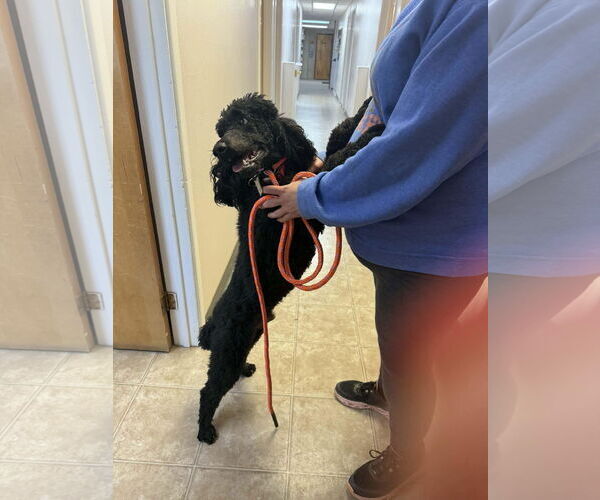 Medium Photo #2 Poodle (Standard)-Unknown Mix Puppy For Sale in Grafton, WI, USA