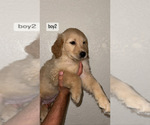 Small Photo #1 Golden Retriever Puppy For Sale in DENVER, CO, USA