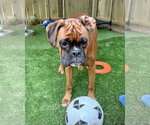Small Boxer