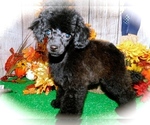 Small Photo #1 Poodle (Toy) Puppy For Sale in HAMMOND, IN, USA