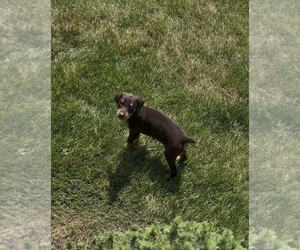 Doberman Pinscher Puppy for sale in EVANS, CO, USA