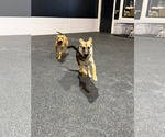 Small #4 Mutt