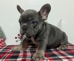 Small Photo #40 French Bulldog Puppy For Sale in GOSHEN, IN, USA