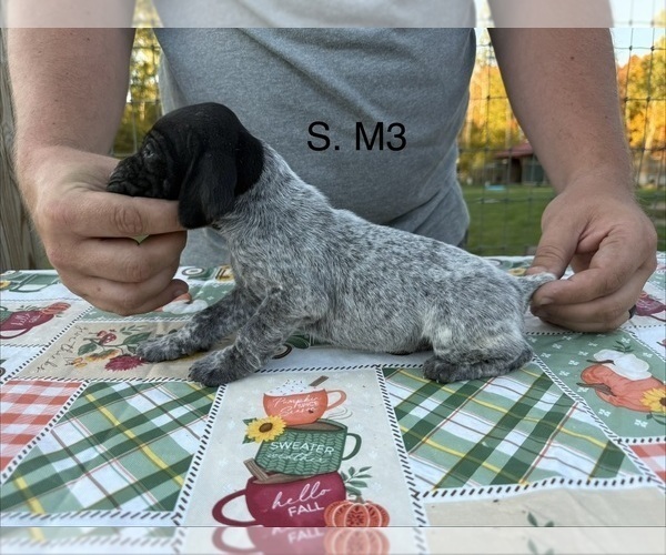 Medium Photo #30 German Shorthaired Pointer Puppy For Sale in ARGONNE, WI, USA