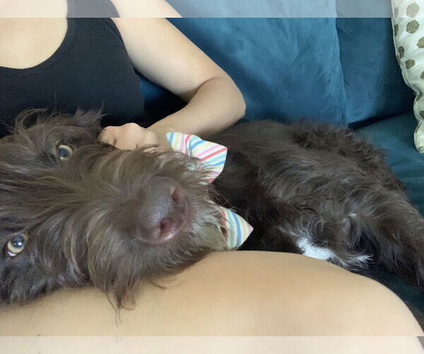 Medium Photo #3 Catahoula Leopard Dog-Poodle (Standard) Mix Puppy For Sale in Chandler, AZ, USA