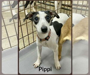 Dachshund-Unknown Mix Dogs for adoption in Wakefield, RI, USA