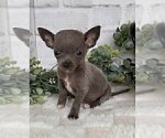 Puppy Puppy 5 Chihuahua