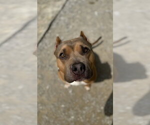 American Pit Bull Terrier Dogs for adoption in Evansville, IN, USA