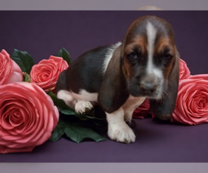 Basset Hound Puppy for sale in SALEM, WV, USA