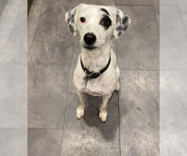 Medium Photo #1 Dalmatian-Pointer Mix Puppy For Sale in Princeton, MN, USA