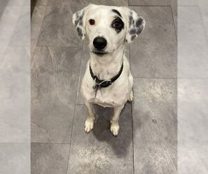 Dalmatian-Pointer Mix Dogs for adoption in Princeton, MN, USA
